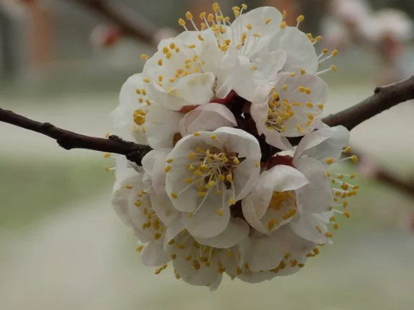 Abricot Abricot Plume Algue Prunus Armeniaca Aussi Armeniaca Vulgaris Arbre — Photo