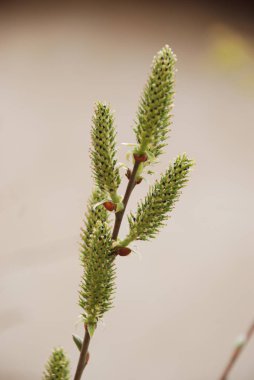 Söğüt (Salix L.) - bir cins ağaçlar, çalılar veya yarı-havuç Willow (Söğütgiller ailesinin)