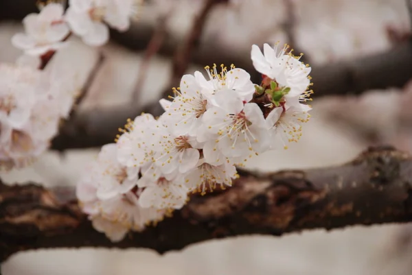 Aprikos Aprikos Quill Tång Prunus Armeniaca Även Armeniaca Vulgaris Frukt — Stockfoto