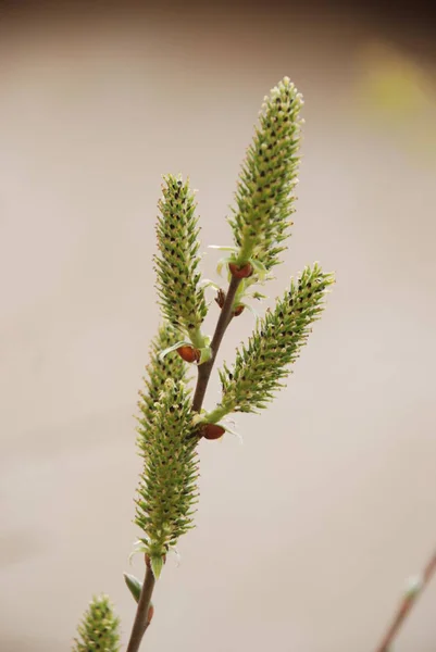 Wierzba Salix Rodzaj Drzew Krzewów Lub Pół Marchew Rodziny Wierzby — Zdjęcie stockowe