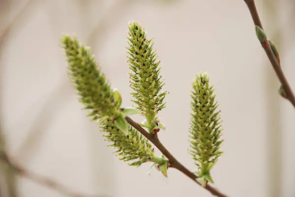 Saule Salix Genre Arbres Arbustes Demi Carottes Famille Des Saules — Photo