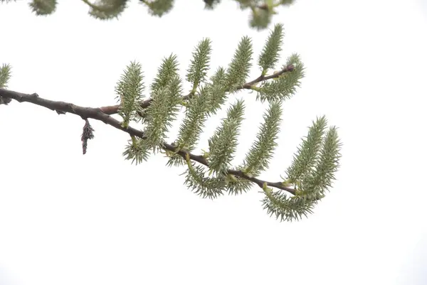 Willow Salix Ett Släkte Träd Buskar Eller Halv Morötter Familjen — Stockfoto