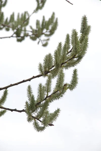 ヤナギ Salix 低木または柳 ヤナギ科の家族の半分ニンジン属 — ストック写真