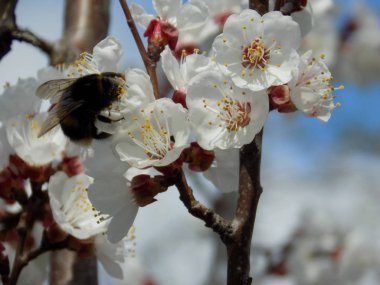 Kayısı, kayısı, Quill, deniz yosunu (Prunus armeniaca, ayrıca Armeniaca vulgaris)-drenaj türünün bir meyve ağacı