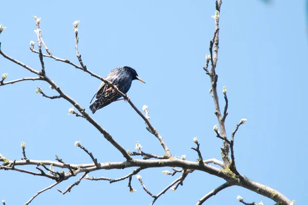 Espátula Espátula Sturnus Vulgaris — Fotografia de Stock