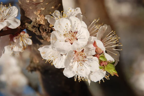 Apricot Apricot Quill Seaweed Prunus Armeniaca Also Armeniaca Vulgaris Fruit — Stock Photo, Image