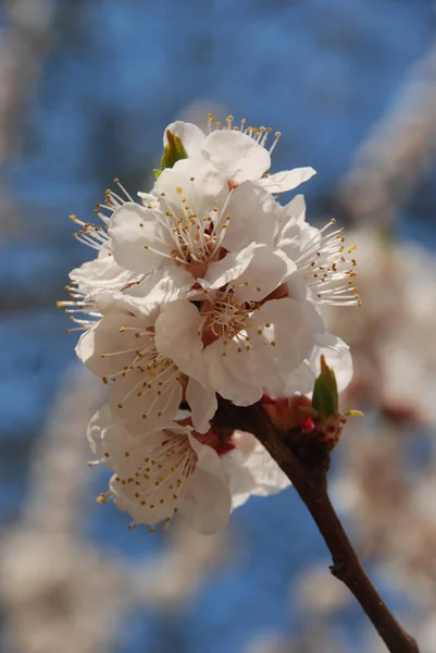 Abricot Abricot Plume Algue Prunus Armeniaca Aussi Armeniaca Vulgaris Arbre — Photo