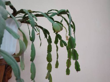 Schlumberger (Latince Schlumbergera, Lemaire (1858), eş anlamlı sözcükler: Epiphyllum - Latin Epiphyllum