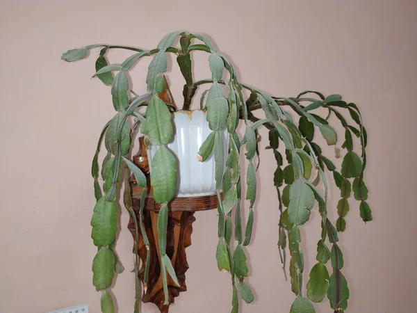 Шлумбергера Латинська Schlumbergera Лемер 1858 Синоніми Epiphyllum Латинська Epiphyllum — стокове фото