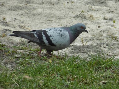 Güvercin güvercin (Columba livia var. Domestica)
