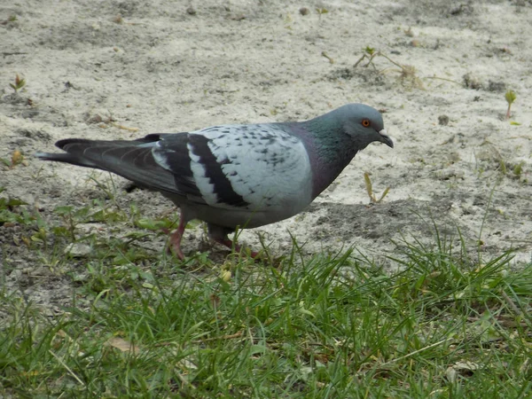 Güvercin güvercin (Columba livia var. Domestica)