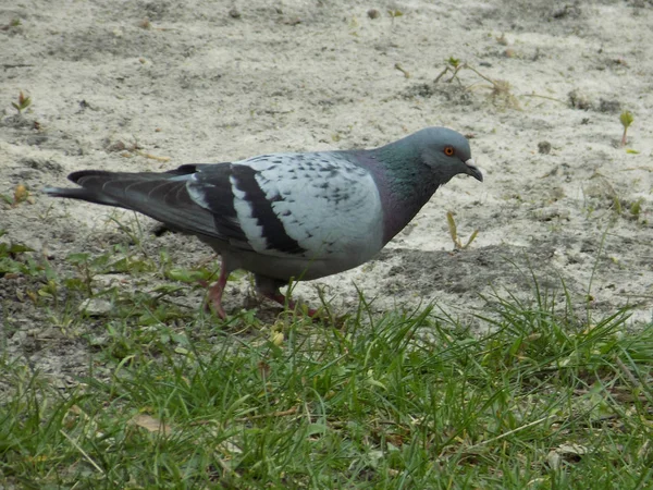 Pigeon Pigeon Columba Livia Var Domestica — Stock Photo, Image