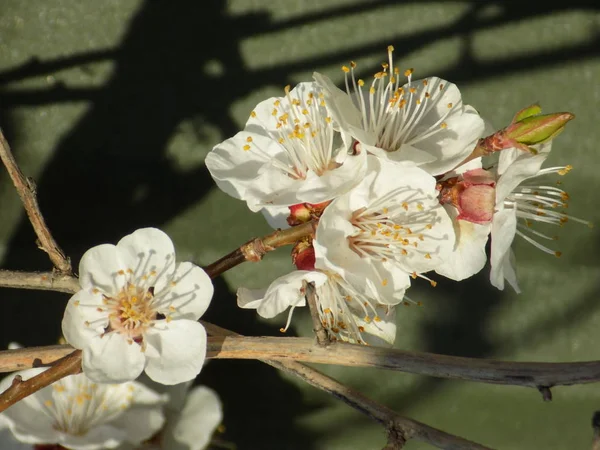 Morela Morela Quill Wodorosty Prunus Armeniaca Również Armeniaca Vulgaris Drzewo — Zdjęcie stockowe