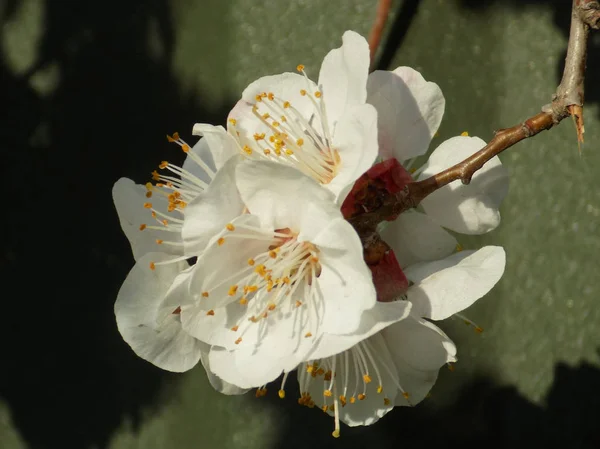 Абрикос Абрикос Квілль Водорості Prunus Armeniaca Також Armeniaca Vulgaris Фруктове — стокове фото