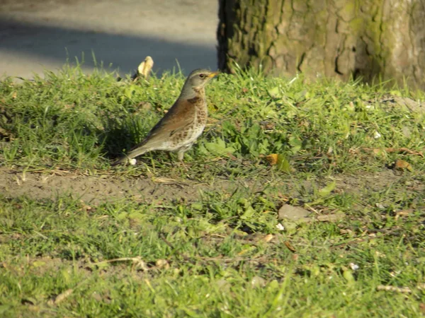 Derkach Crex Crex Petit Oiseau Famille Berger — Photo