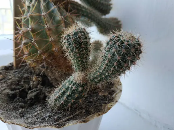 Cactus Cactaceae Família Plantas Suculentas Ordem Dos Cravos Caryophyllales — Fotografia de Stock