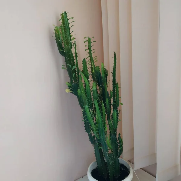 Wilczomlecz Trójkątne Lub Euphorbia Trigrated Zool Euphorbia Trigona — Zdjęcie stockowe