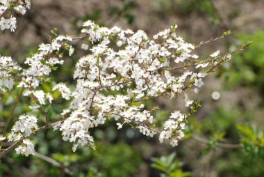 Kayısı, kayısı, Quill, deniz yosunu (Prunus armeniaca, ayrıca Armeniaca vulgaris)-drenaj türünün bir meyve ağacı