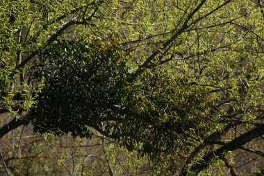 Ökseotu, Ivilga (Viscum) - Santal ailesinin yarı asalak çalılarının cinsi - Loranthaceae.