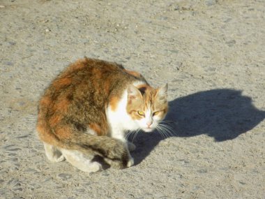 Kedi kedisi (Latince Felis Silvestris catus), kedigiller (Felis) familyasından bir kedi türü.)