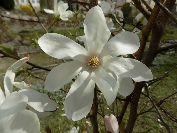 Magnolia (Magnolia) - a large family of plants of the Magnolia familyMagnolia (Magnolia) - a large family of plants of the Magnolia family
