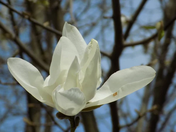 Magnolia Magnolia Μια Μεγάλη Οικογένεια Των Φυτών Της Οικογένιαμανόλια Magnolia — Φωτογραφία Αρχείου