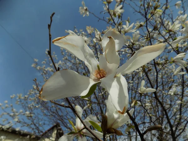 Magnolia (Magnolia) - a large family of plants of the Magnolia family