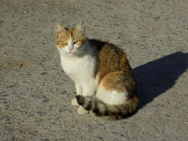 Kattens Katt Eller Kattens Katt Latin Felis Silvestris Catus Liksom — Stockfoto