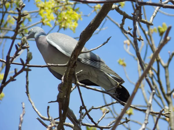 Columba Palumbus Ave Paseriforme Familia Columbidae — Foto de Stock