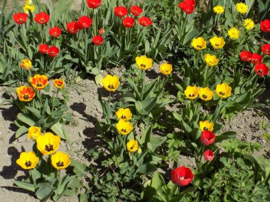 Lale (Tulipa) - rd bagatorchny roslin Rodini Llnykh.