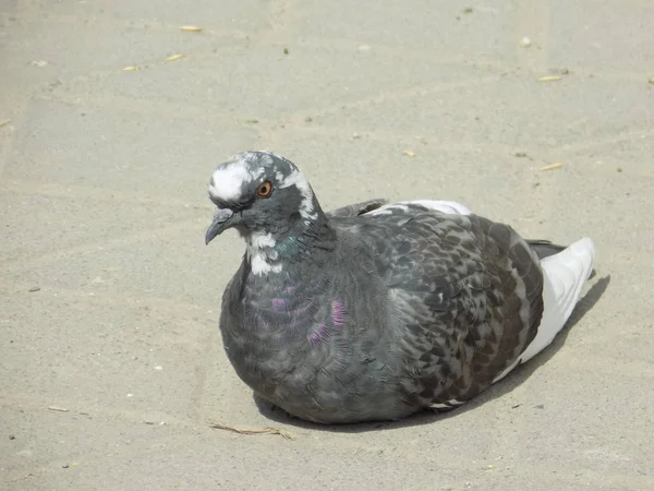 Pigeon Pigeon Columba Livia Var Domestica — Stock Photo, Image