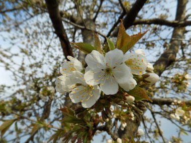 Çiçek kiraz (Prunus avium)