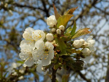 Çiçek kiraz (Prunus avium)