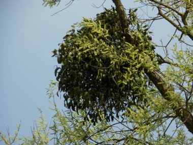 Ökseotu, Ivilga (Viscum) - Santal ailesinin yarı asalak çalılarının cinsi - Loranthaceae.