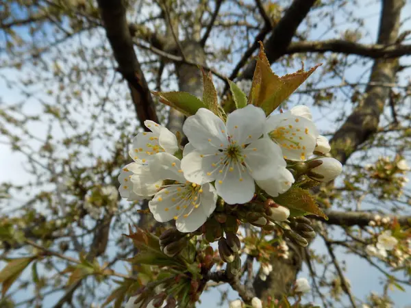 Cerise Fleurs Prunus Avium — Photo