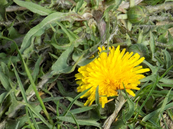 Tarxacum Est Genre Plantes Herbacées Famille Des Asteraceae — Photo