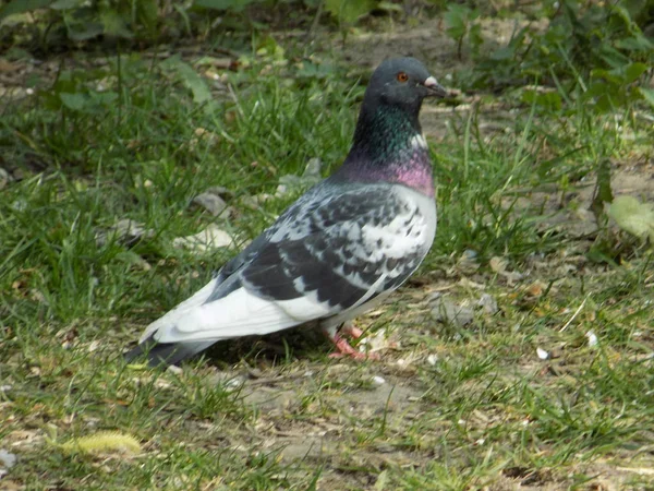 Taube Columba Livia Var Domestica — Stockfoto