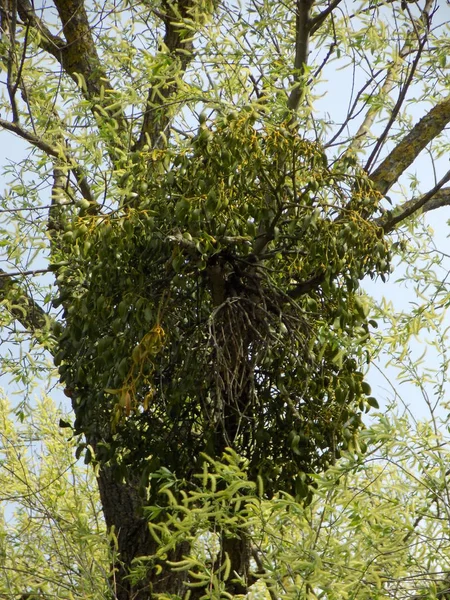 Mistel Ivilga Viscum Die Gattung Halbparasitärer Sträucher Der Familie Santal — Stockfoto