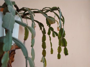 Schlumberger (Latince Schlumbergera, Lemaire (1858), eş anlamlı sözcükler: Epiphyllum - Latin Epiphyllum