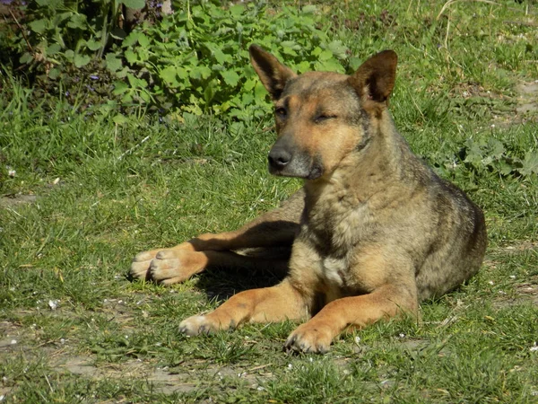 Perro Perro Doméstico Canis Lupus Familiaris Canis Familiaris —  Fotos de Stock