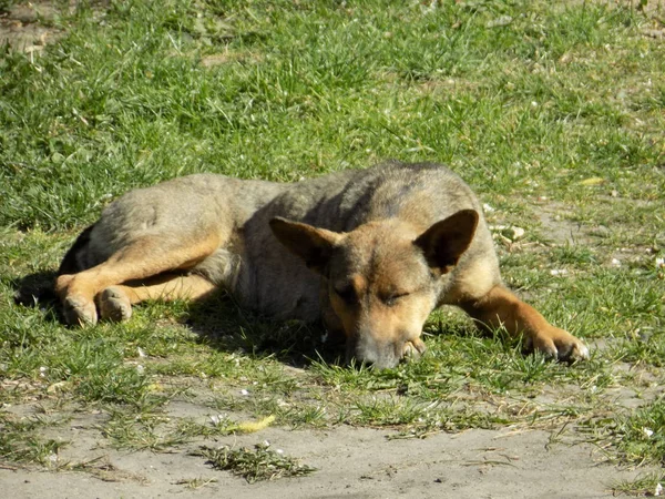 Pes Nebo Domácí Pes Canis Lupus Familiaris Nebo Canis Familiaris — Stock fotografie