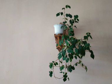 Crowton (lattır. Crton) - Euphorbia (Euphorbiaceae) familyasının bitki cinsi)