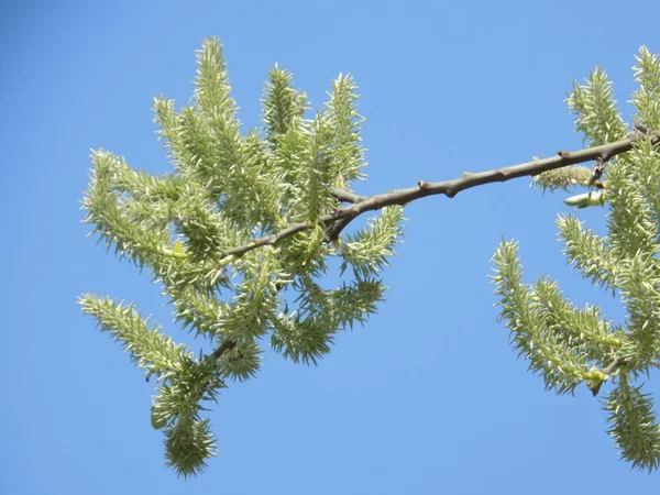 Salgueiro Salix Género Botânico Pertencente Família Salicaceae — Fotografia de Stock