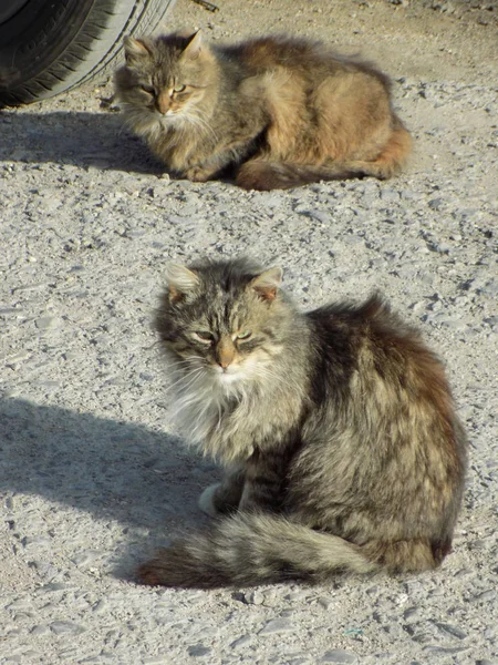 Gato Gato Gato Gato Felis Silvestris Catus Latim Bem Como — Fotografia de Stock