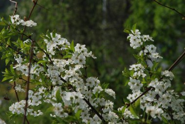 Kayısı, kayısı, Quill, deniz yosunu (Prunus armeniaca, ayrıca Armeniaca vulgaris)-drenaj türünün bir meyve ağacı