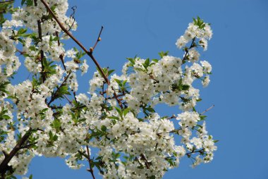 Kayısı, kayısı, Quill, deniz yosunu (Prunus armeniaca, ayrıca Armeniaca vulgaris)-drenaj türünün bir meyve ağacı