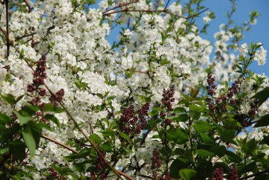 Kayısı, kayısı, Quill, deniz yosunu (Prunus armeniaca, ayrıca Armeniaca vulgaris)-drenaj türünün bir meyve ağacı