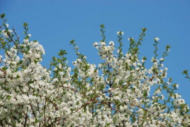 Kayısı, kayısı, Quill, deniz yosunu (Prunus armeniaca, ayrıca Armeniaca vulgaris)-drenaj türünün bir meyve ağacı