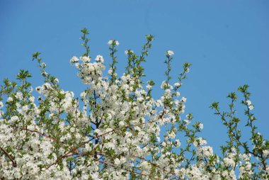 Kayısı, kayısı, Quill, deniz yosunu (Prunus armeniaca, ayrıca Armeniaca vulgaris)-drenaj türünün bir meyve ağacı