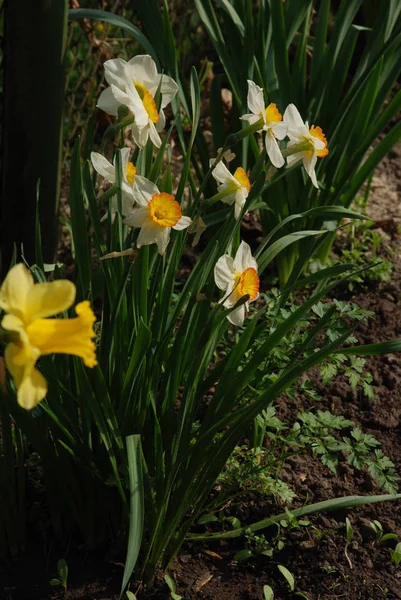 Narcissus Narcissus Género Monocotiledones Familia Amarillosis — Foto de Stock